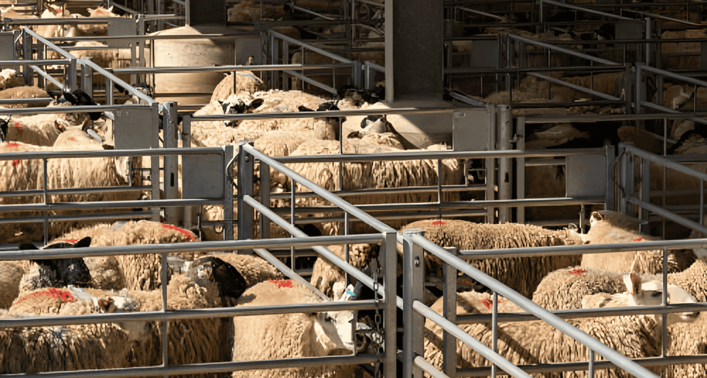 auction-transport auction-transport