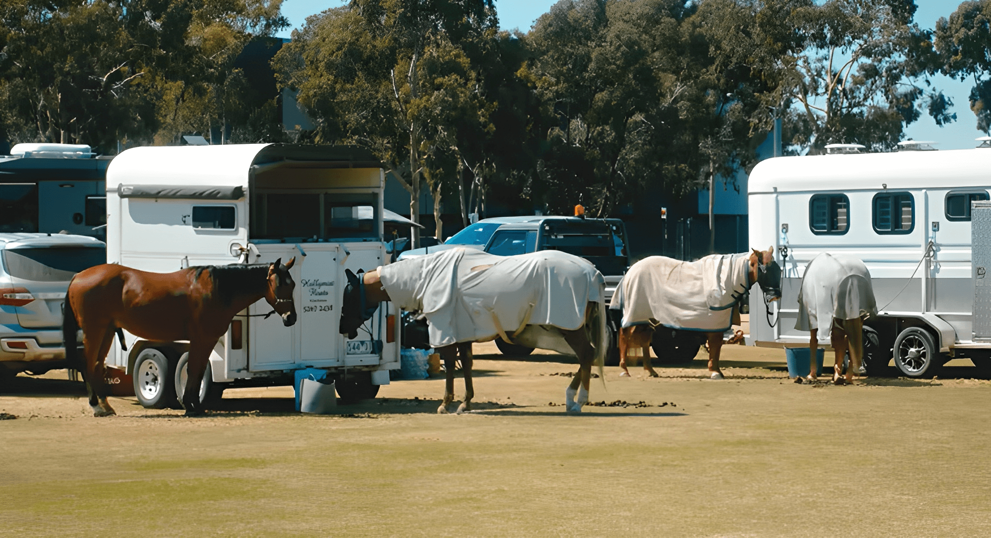 commercial-cattle-ranch-operations commercial-cattle-ranch-operations