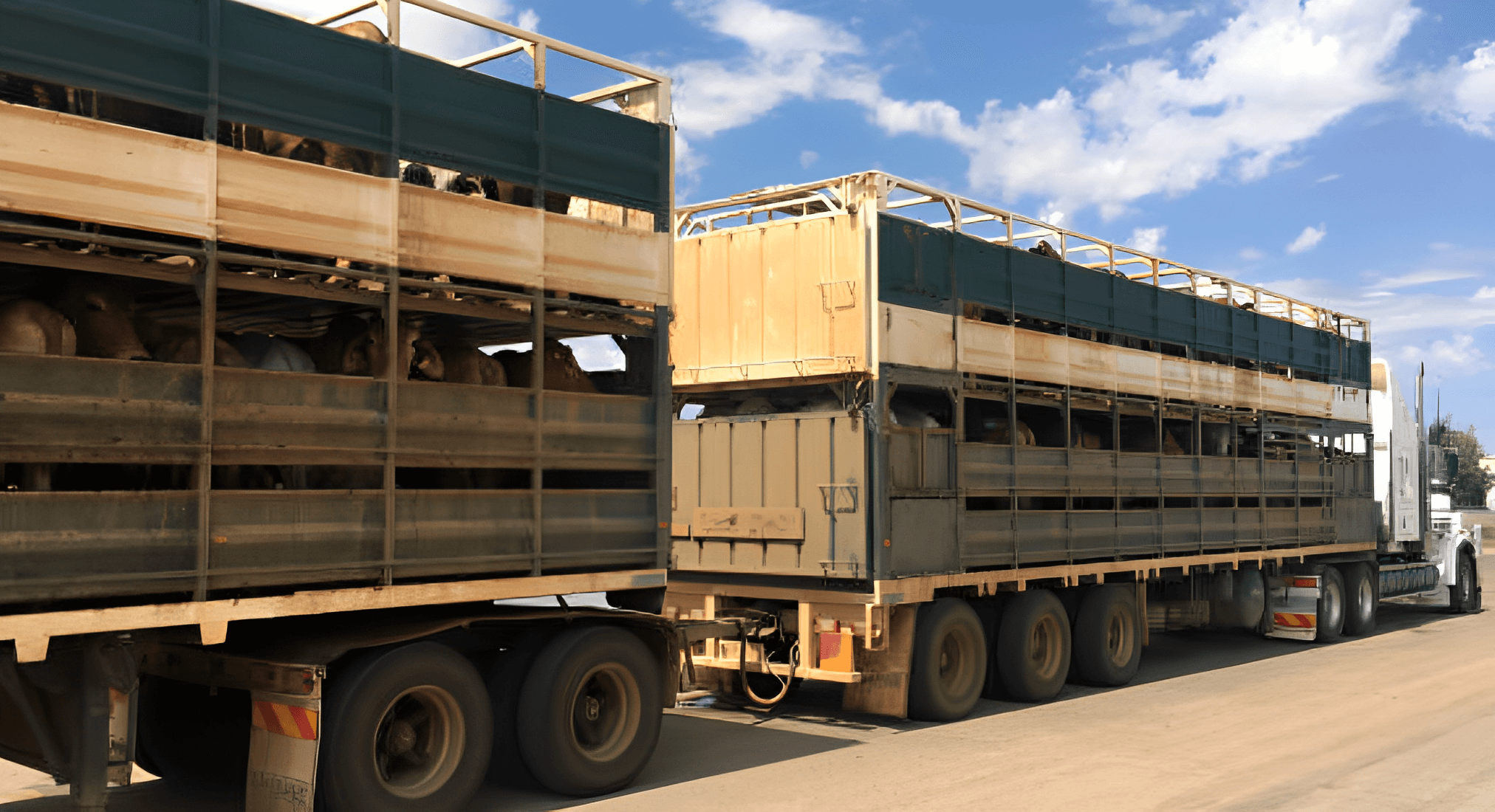 specialized-breeding-stock-transport specialized-breeding-stock-transport