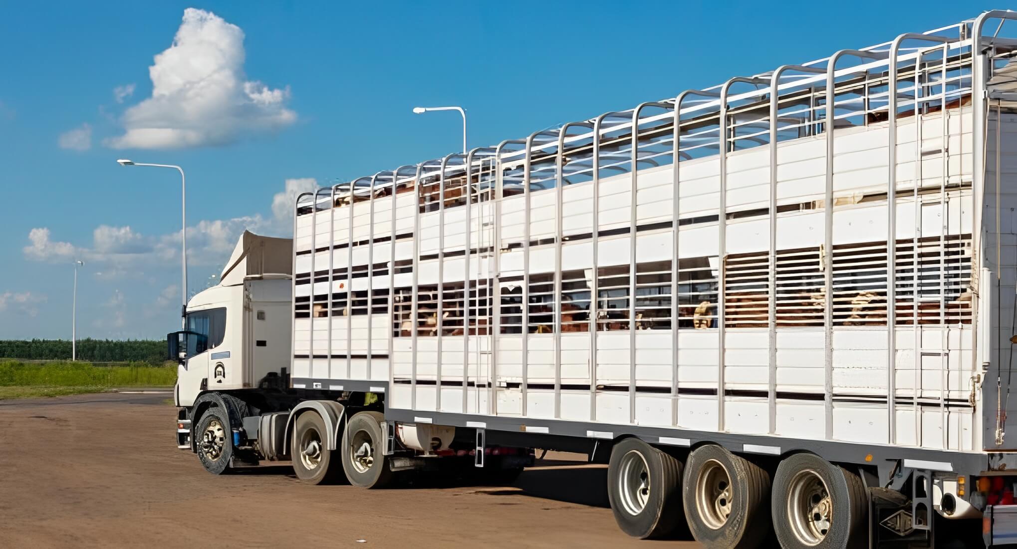 veterinary-and-specialized-care-transport veterinary-and-specialized-care-transport